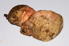 Butyriboletus querciregius