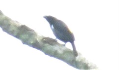 Heterospingus xanthopygius