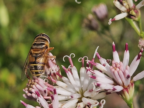Unknown species found near Boca Raton, FL 33431, USA