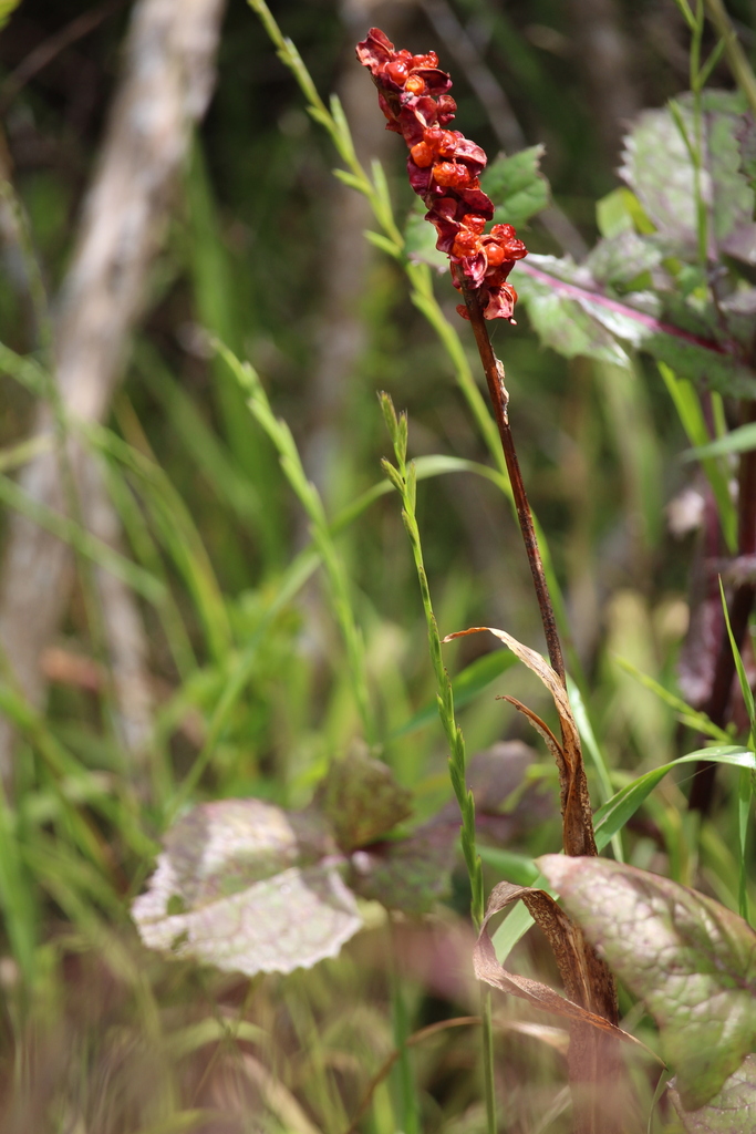 Chasmanthe aethiopica, Grassy Park, Cape Town, 7941, South Africa, by jeltje2