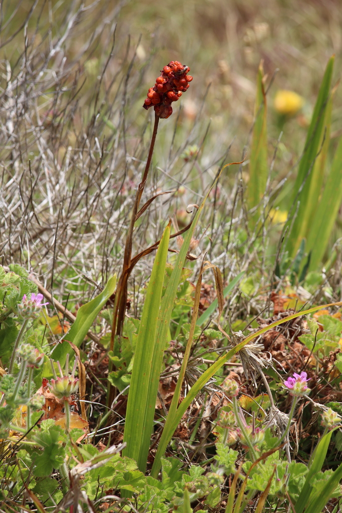 Chasmanthe aethiopica, Grassy Park, Cape Town, 7941, South Africa, by jeltje2