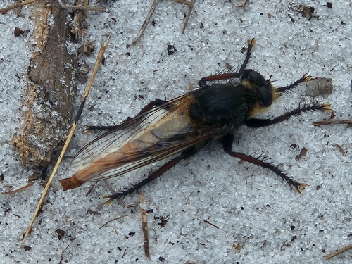 Unknown species found near Boca Raton, FL 33431, USA