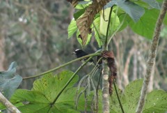 Capito maculicoronatus