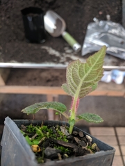 Actinidia