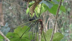 Capito maculicoronatus