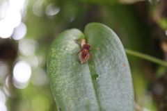 Pleurothallis matudana