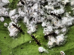 Aleurothrixus floccosus