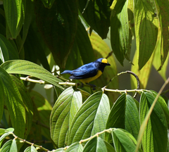 Euphonia fulvicrissa