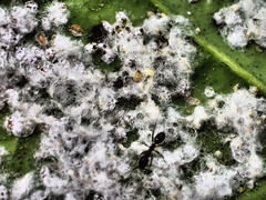 Aleurothrixus floccosus