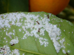 Aleurothrixus floccosus