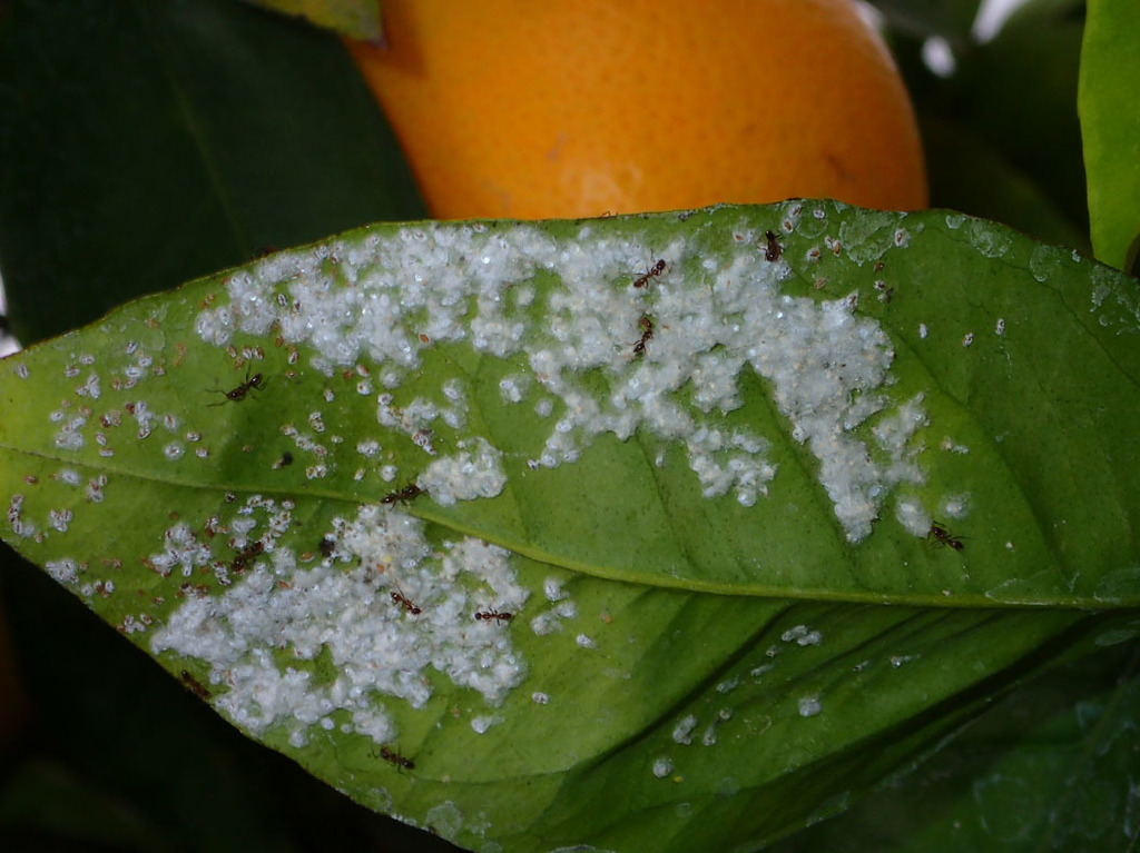 Daños en fruto