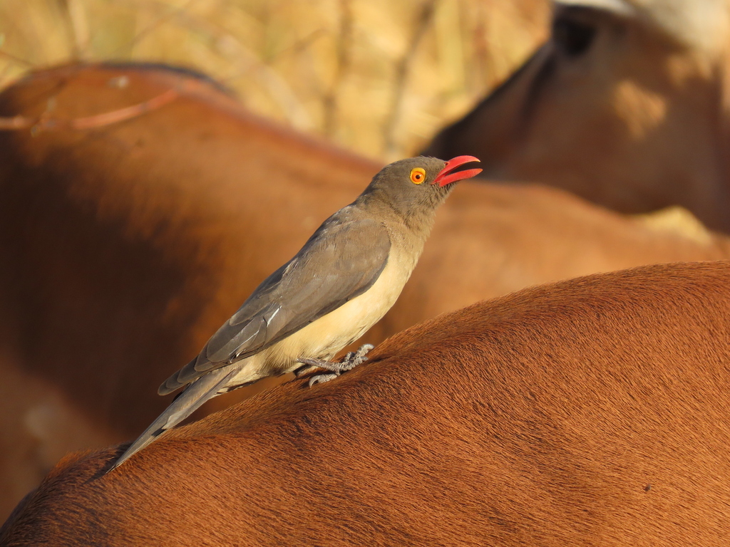 Red-billed Oxpecker