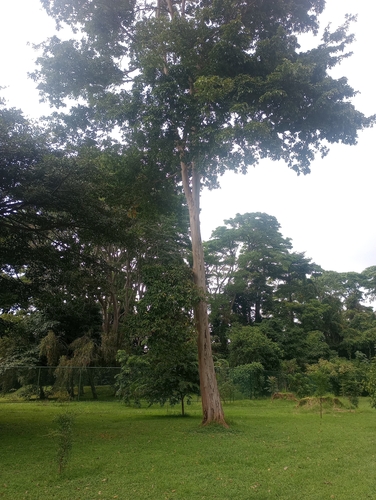 Terminalia oblonga - Whole tree
