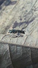Merosargus