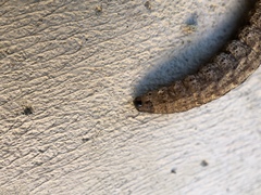 Noctuinae