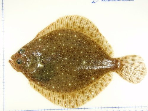 Windowpane Flounder
