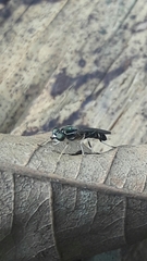Merosargus