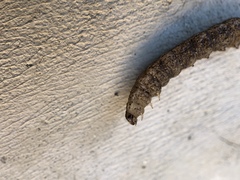 Noctuinae