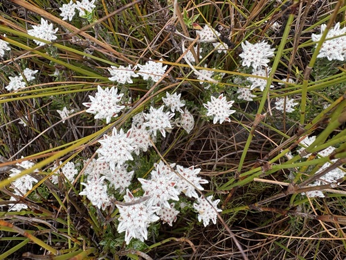 Phylica constricta (Phylica constricta)