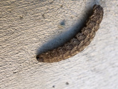Noctuinae