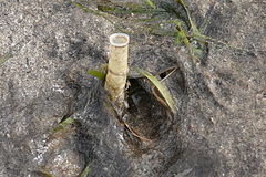 Chaetopterus variopedatus