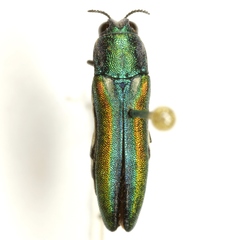 Agrilus hespenheidei