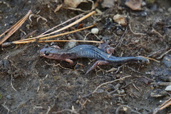 Plethodon cheoah