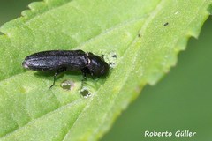 Agrilinae