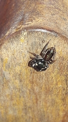 Bryantella