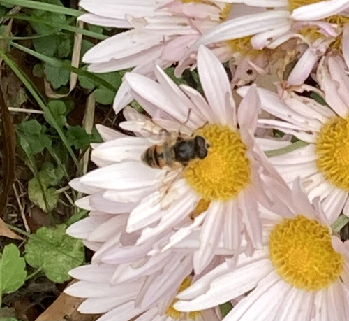 Unknown species found near Eakin Park Ct, Fairfax, VA, US