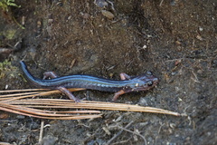 Plethodon cheoah