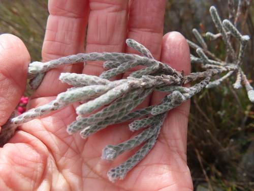 Brunia phylicoides (Brunia phylicoides)