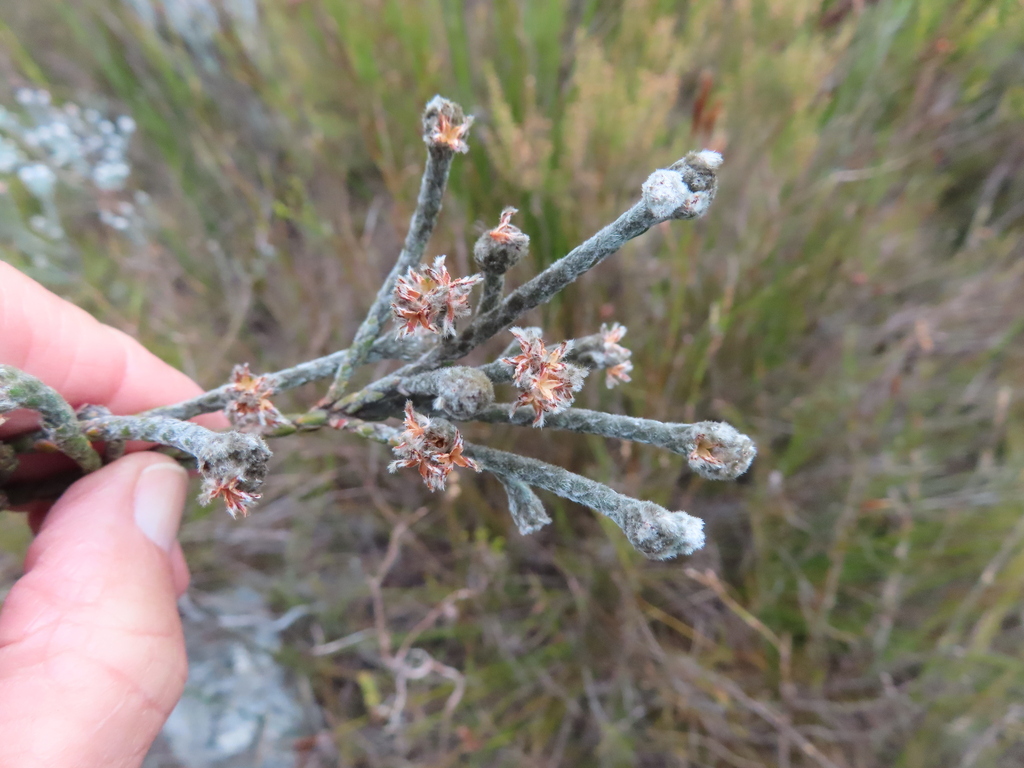 Brunia phylicoides (Brunia phylicoides)