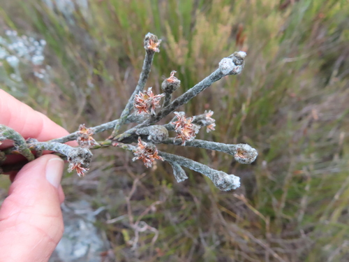 Brunia phylicoides (Brunia phylicoides)