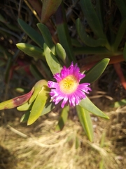 Carpobrotus glaucescens
