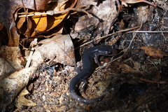 Plethodon cheoah