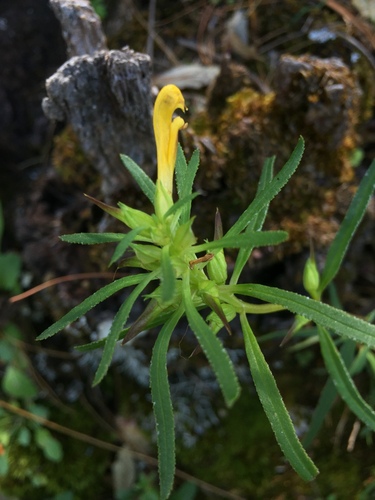 Mogollon Mountain Lousewort (Pedicularis angustifolia)