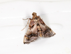 Scenedra decoratalis