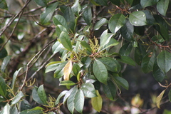 Hieronyma oblonga