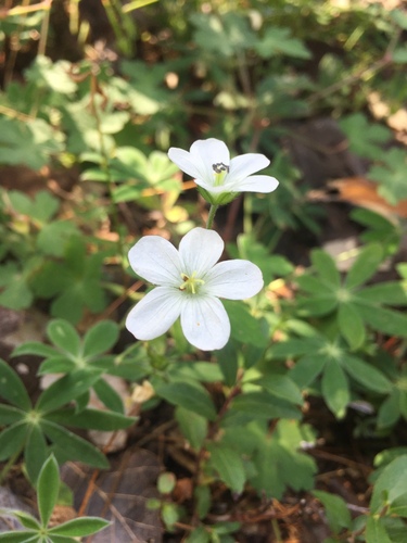 Huachuca Mountain geranium (Geranium wislizeni)