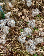 Eupatorium perfoliatum
