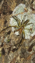 Lyssomanes bitaeniatus