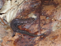 Desmognathus ocoee