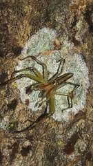 Lyssomanes bitaeniatus