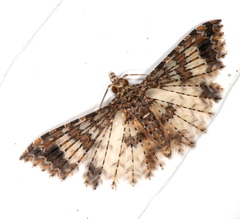 Alucita phricodes