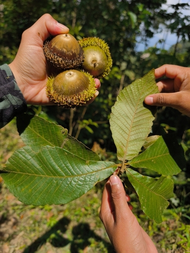 Quercus insignis M.Martens & Galeotti
