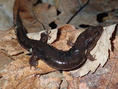 Desmognathus ocoee