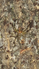 Lyssomanes bitaeniatus