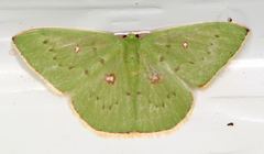 Comostola leucomerata