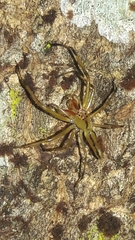 Lyssomanes bitaeniatus